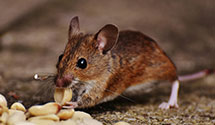 24 Hour & Emergency Exterminators in Stevens, PA